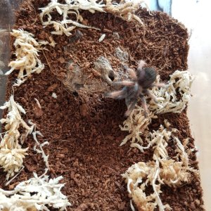 Brachypelma emilia