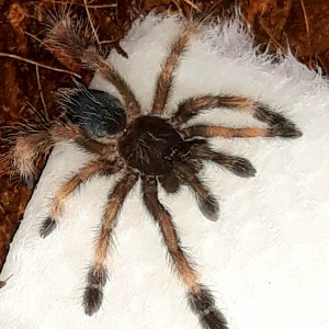 Psalmopoeus victori