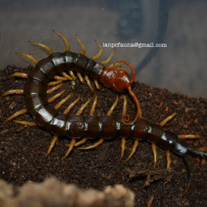 Scolopendra heros "castaneiceps"