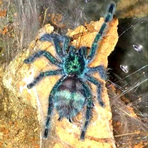 Caribena versicolor