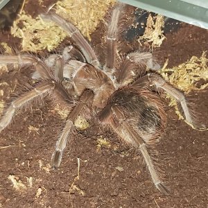 Theraphosa apothysis (SAF)