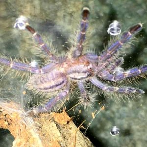 Poecilotheria metallica