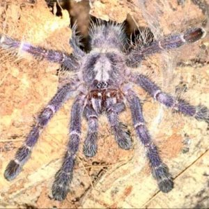 Poecilotheria metallica