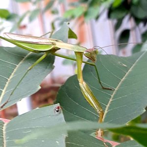 Mantis religiosa