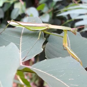 Mantis religiosa