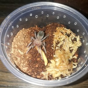 Brachypelma albiceps