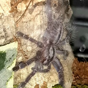 Poecilotheria metallica