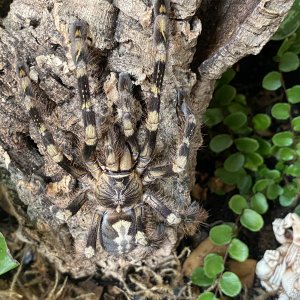 Poecilotheria Subfusca “Highland”