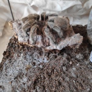 Female G rosea.