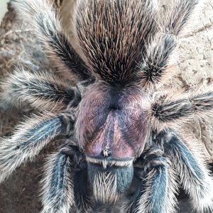 Grammostola rosea