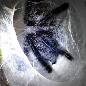 Avicularia purpurea AF