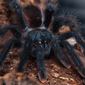 A. Avicularia