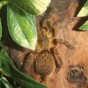 Pterinochilus murinus Tete BCF - Maasai