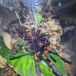 Poecilotheria ornata male