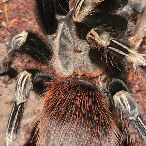 AF N. chromatus