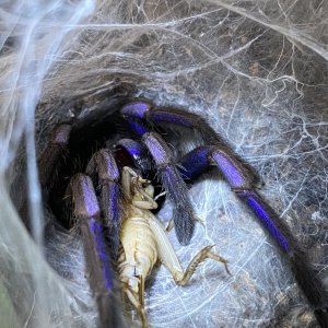 Chilobrachys sp. electric blue