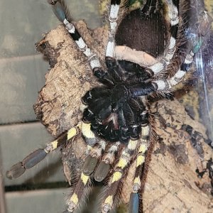 AF P. Regalis --love the ventral side