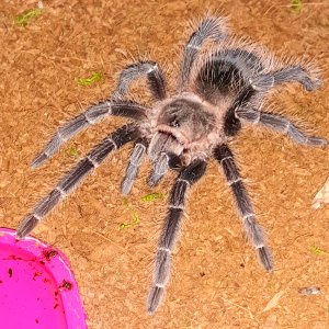 Lasiodora parahybana