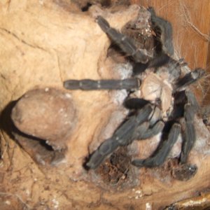 Cyriopagopus sp Hati Hati - Sula