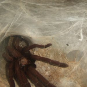 Thrigmopoeus truculentus - Ratta