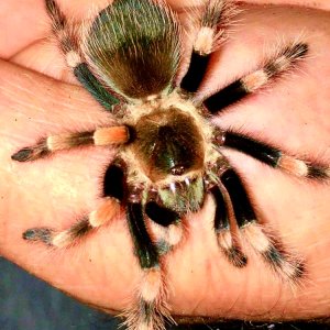 Brachypelma smithi