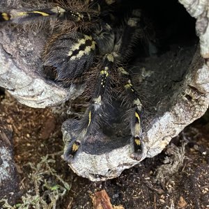 Poecilotheria Subfusca “Highland”