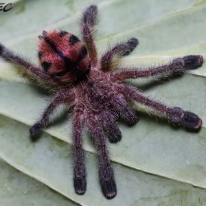 Avicularia merianae