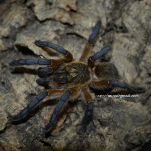 0.1 Harpactira pulchripes