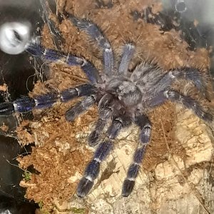 Poecilotheria metallica