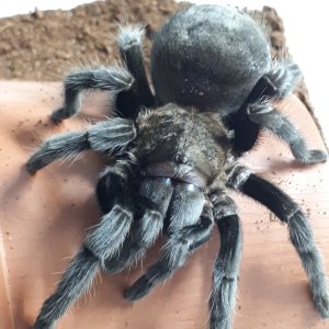 Tliltocatl (ex Brachypelma) Schroederi