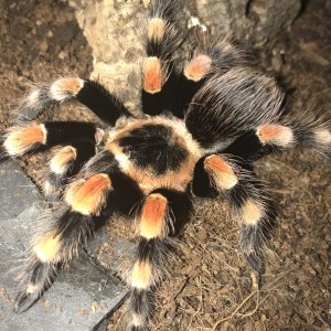 Female Smithi