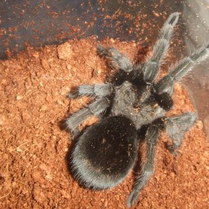 Grammostola pulchra - Massa