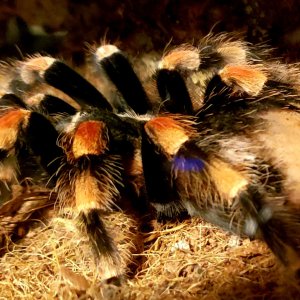 Smithi