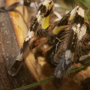 Eating her mate