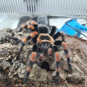 B smithi