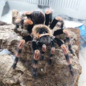 B smithi