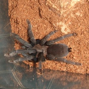 Orphnaecus sp negros - Bago