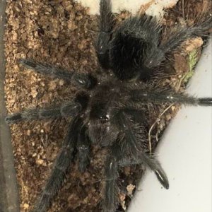 Grammostola pulchra