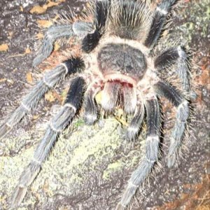 Lasiodora parahybana