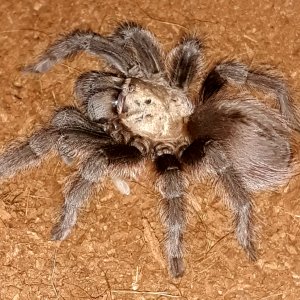 Aphonopelma hentzi