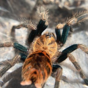 Chromatopelma Cyaneopubescens sling