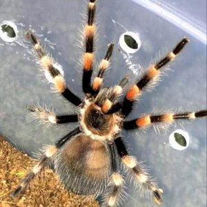 Brachypelma smithi