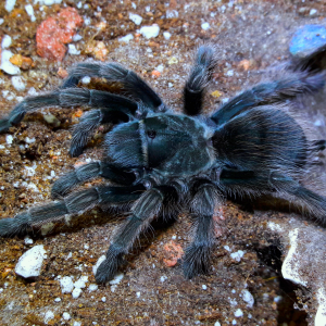 Aphonopelma johnnycashi