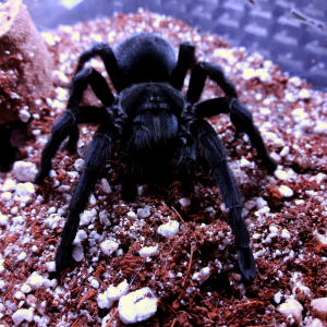 Aphonopelma steindachneri