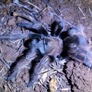 Aphonopelma eutylenum