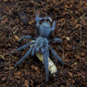 Aphonopelma xwalxwal