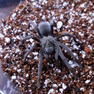 Aphonopelma joshua