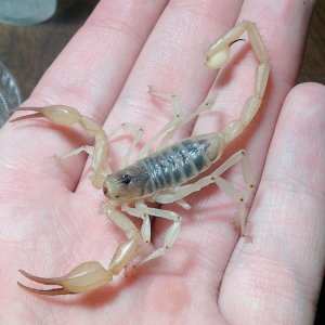 Smeringurus aridus