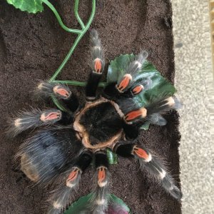 Brachypelma Auratum AF