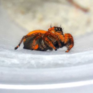 Phidippus nikites